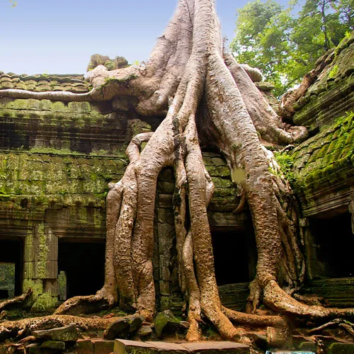 Ta-Prohm-2-72