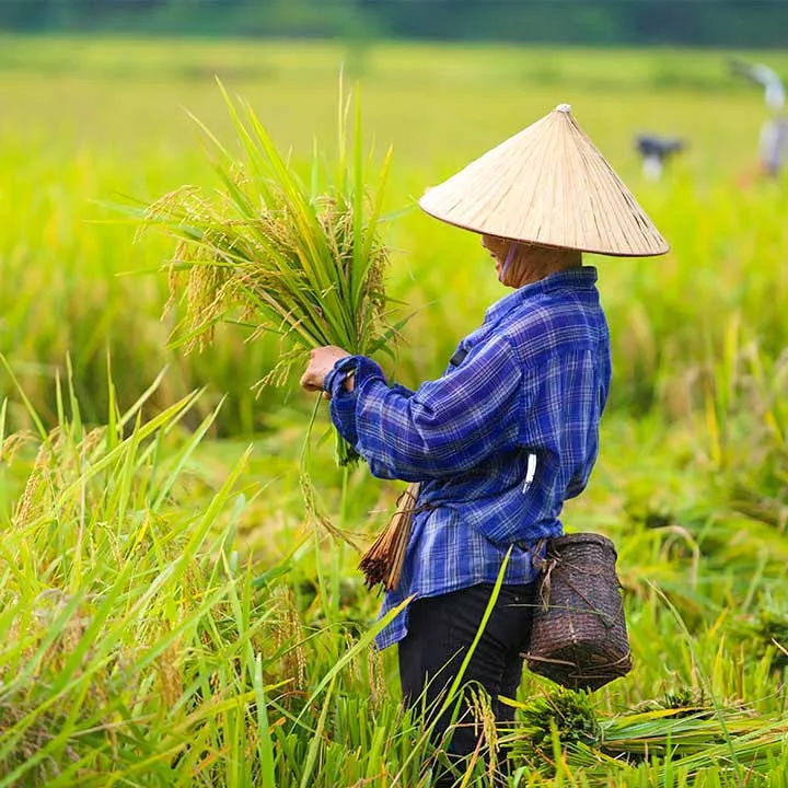 mai-chau